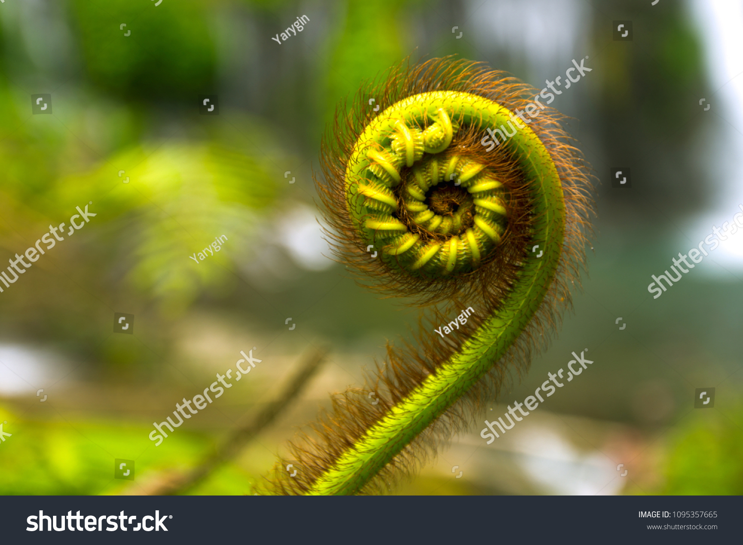 1,590 Fibonacci spiral flower Stock Photos, Images & Photography ...