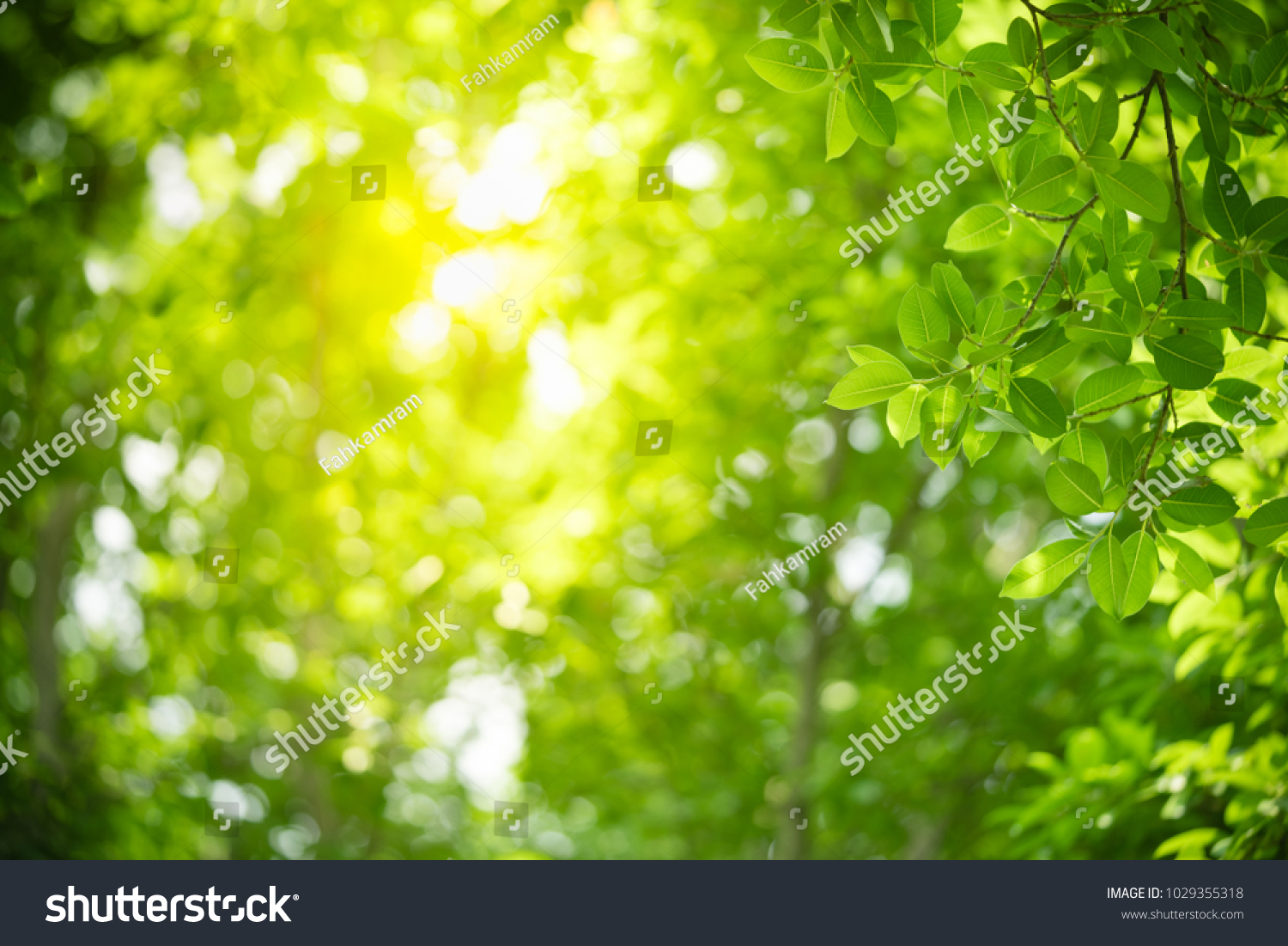 10,241,201 Tree Leaves Stock Photos, Images & Photography 