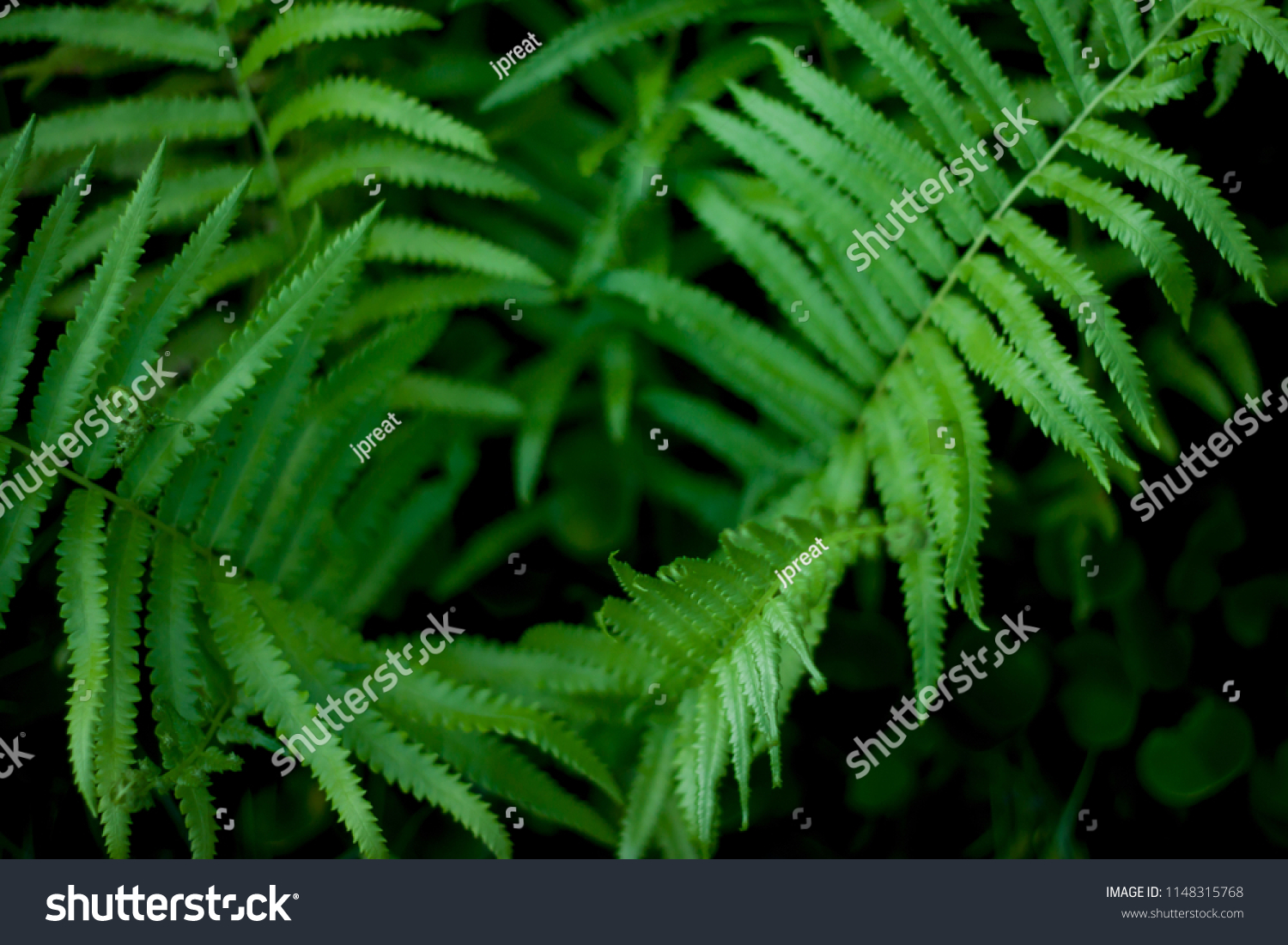 nature top view fern