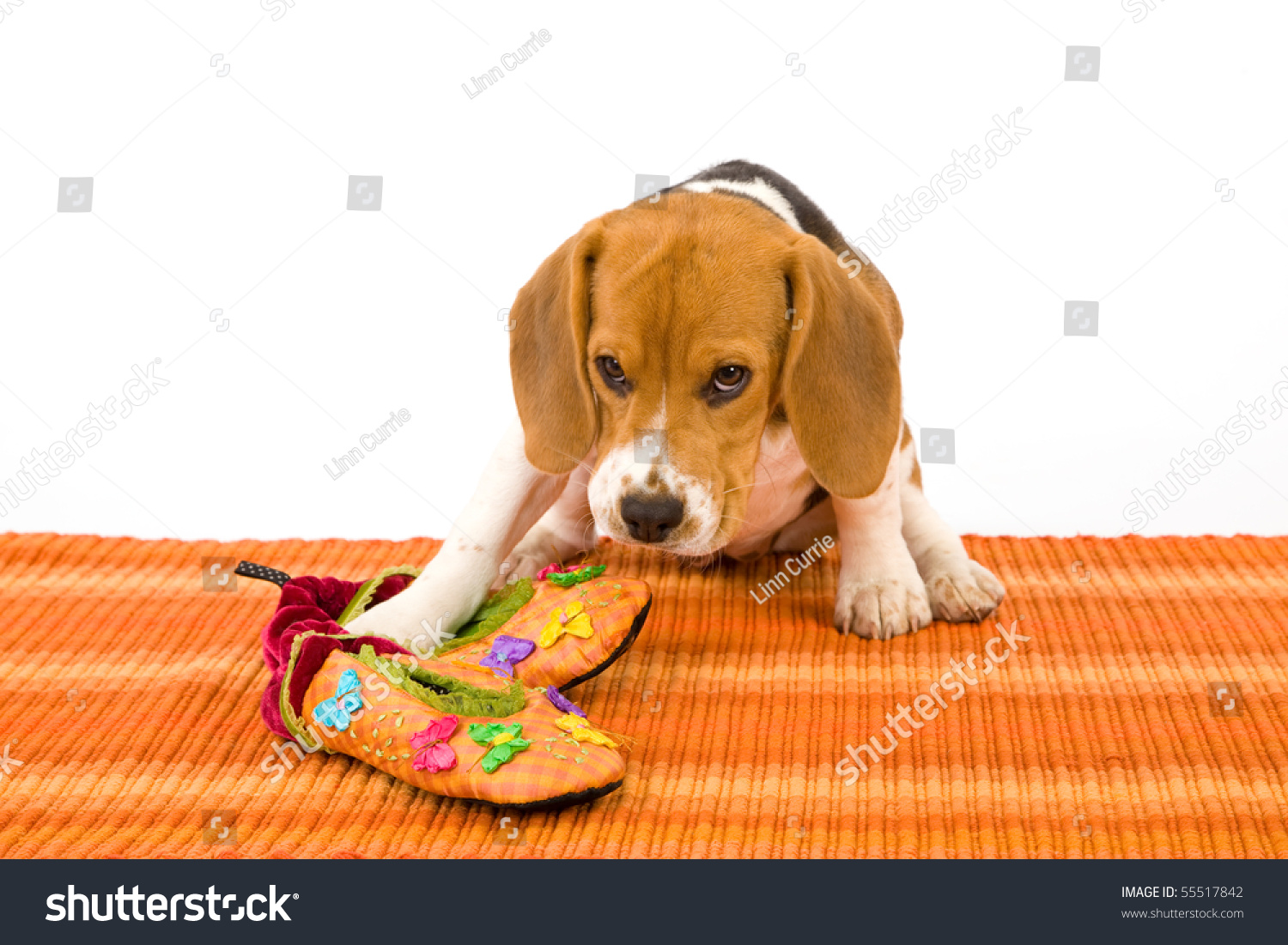 beagle slippers