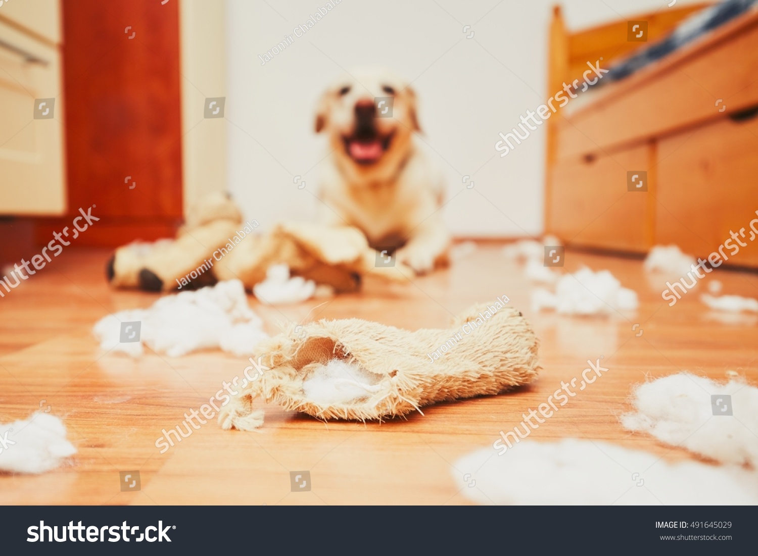 Naughty dog home alone yellow labrador retriever destroyed the plush toy and made a mess