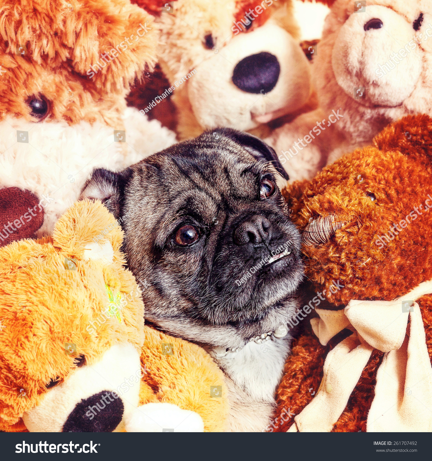 pug teddy bears