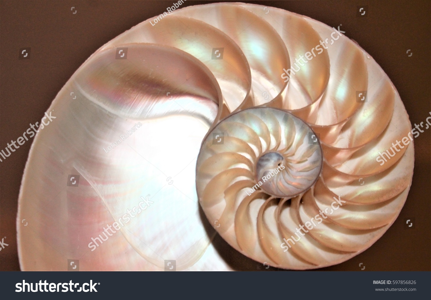 Nautilus Shell Cross Section Fibonacci Symmetry Stock Photo Edit Now