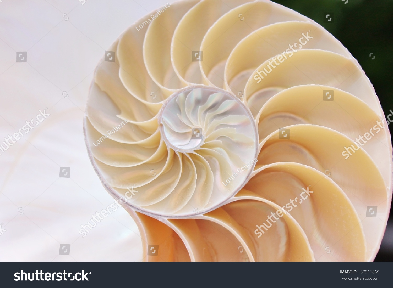 nautilus shell cross section spiral