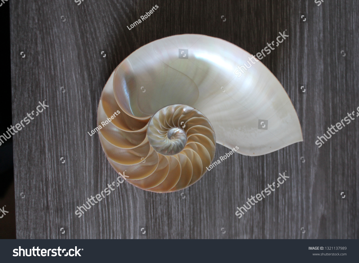 Nautilus Shell Fibonacci Half Cross Section Stock Photo Edit Now