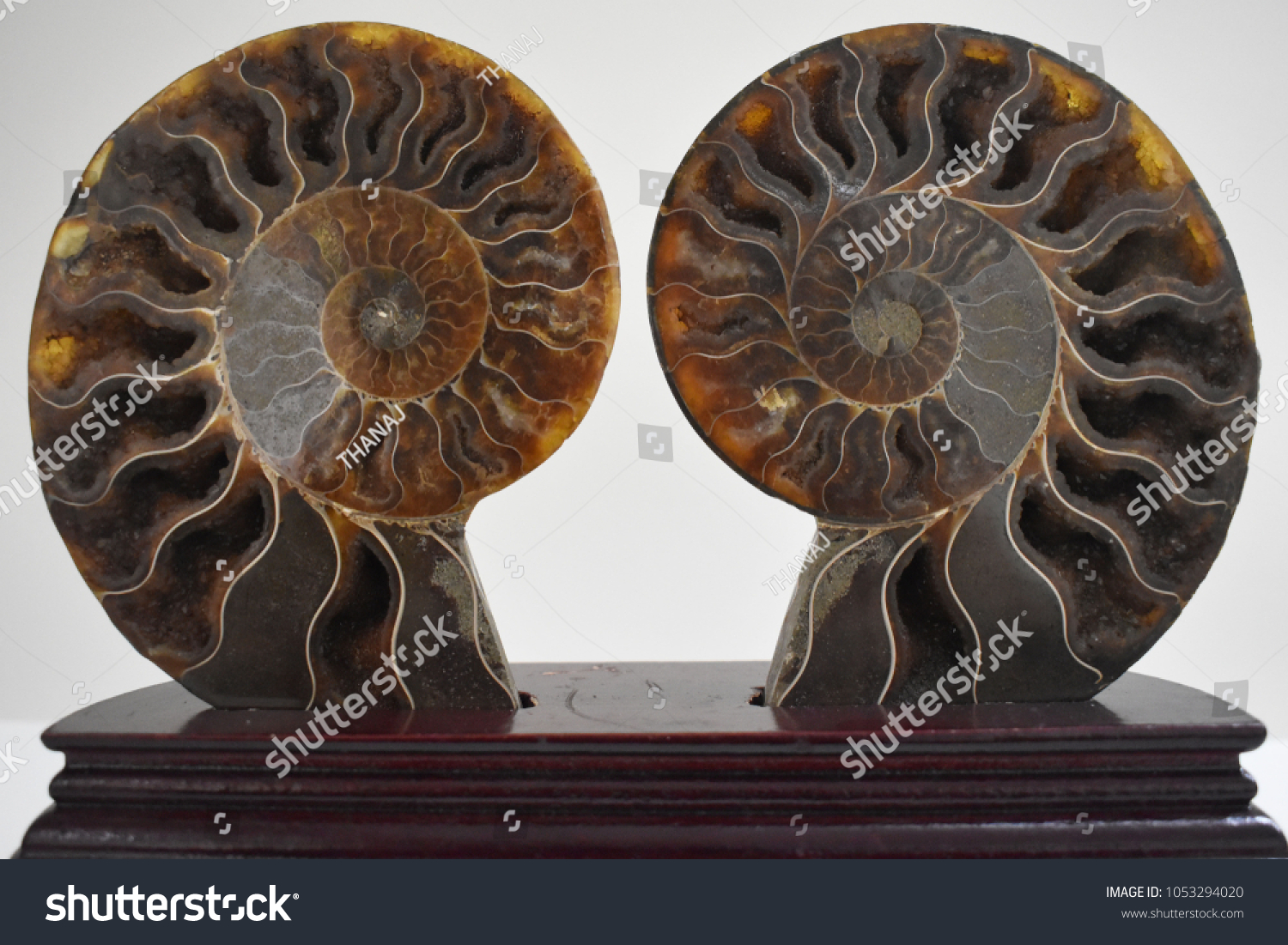 Nautilus Shell Fossil On Table Stock Photo Edit Now 1053294020