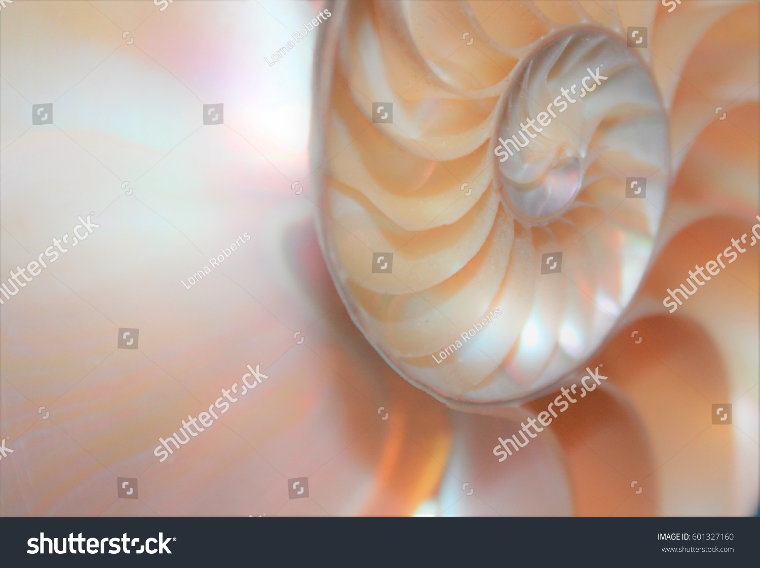 Nautilus Shell Symmetry Cross Section Fibonacci Stock Photo 601327160