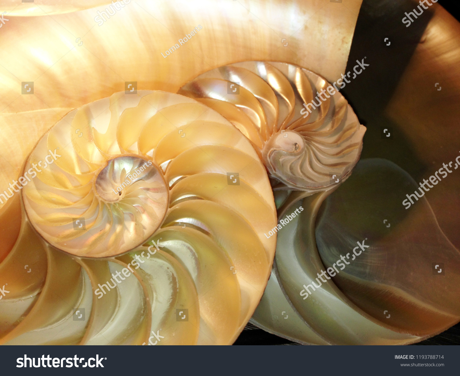 Nautilus Shell Symmetry Cross Section Spiral Stock Photo 1193788714 ...