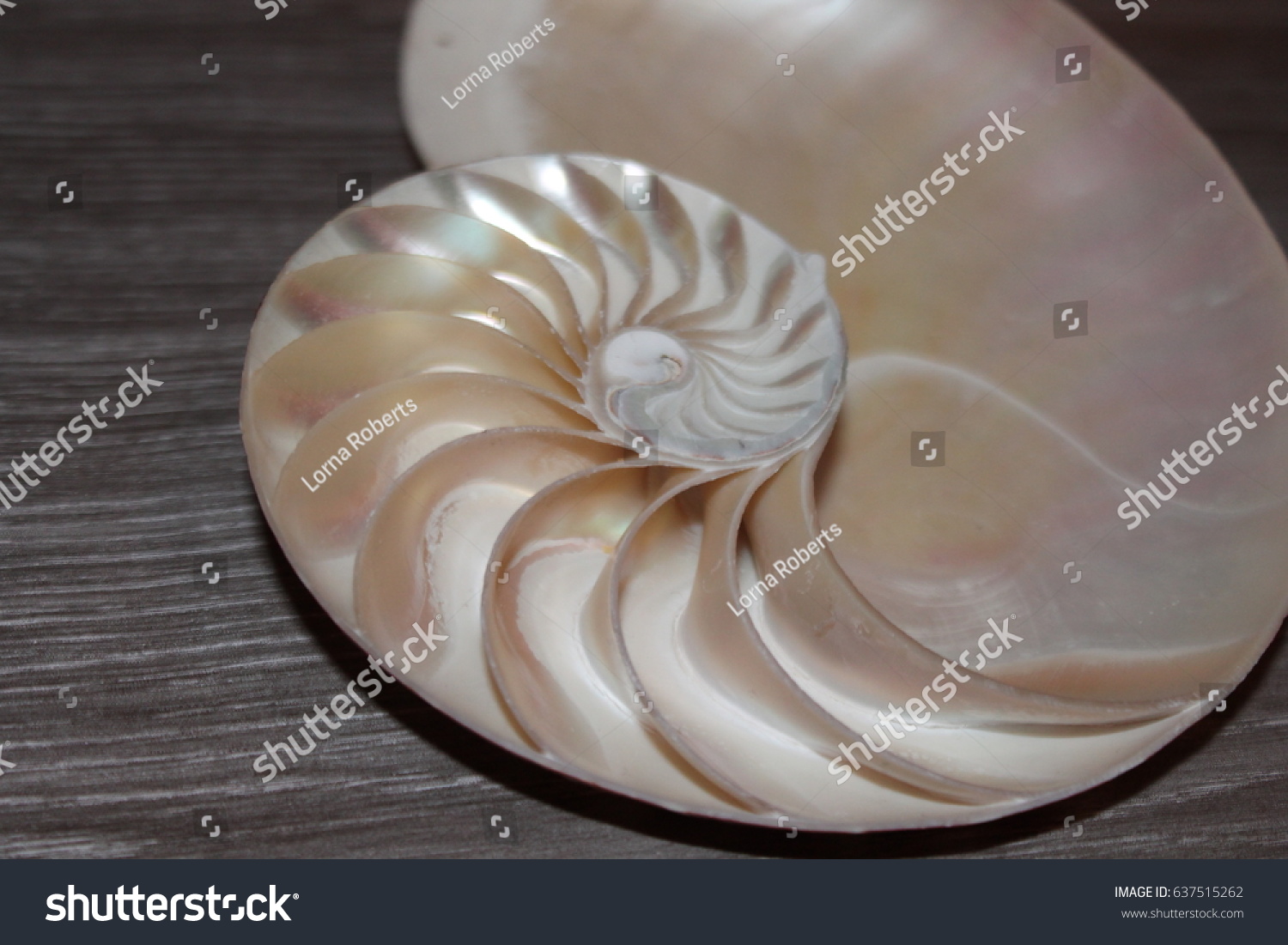 Nautilus Shell Symmetry Fibonacci Half Cross Animals Wildlife Stock Image