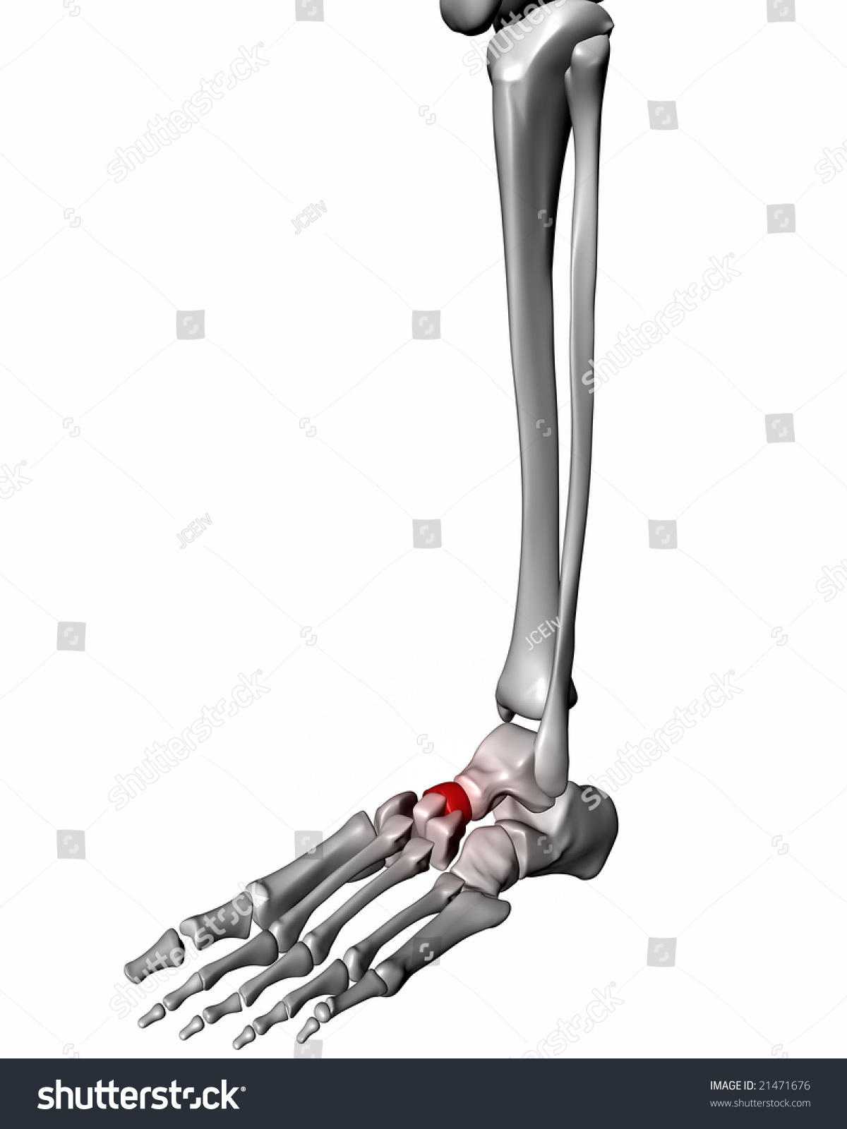 Navicular Bone Highlighted Red On Skeletal Stock Illustration 21471676