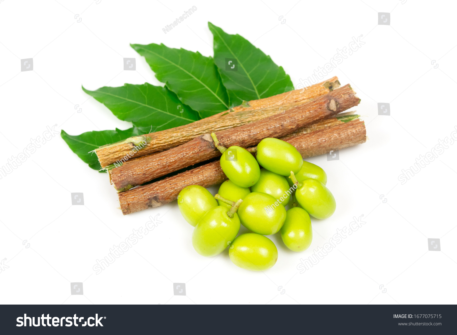 Neem Fruit Neem Sticks Neem Leaf Stock Photo (Edit Now) 1677075715