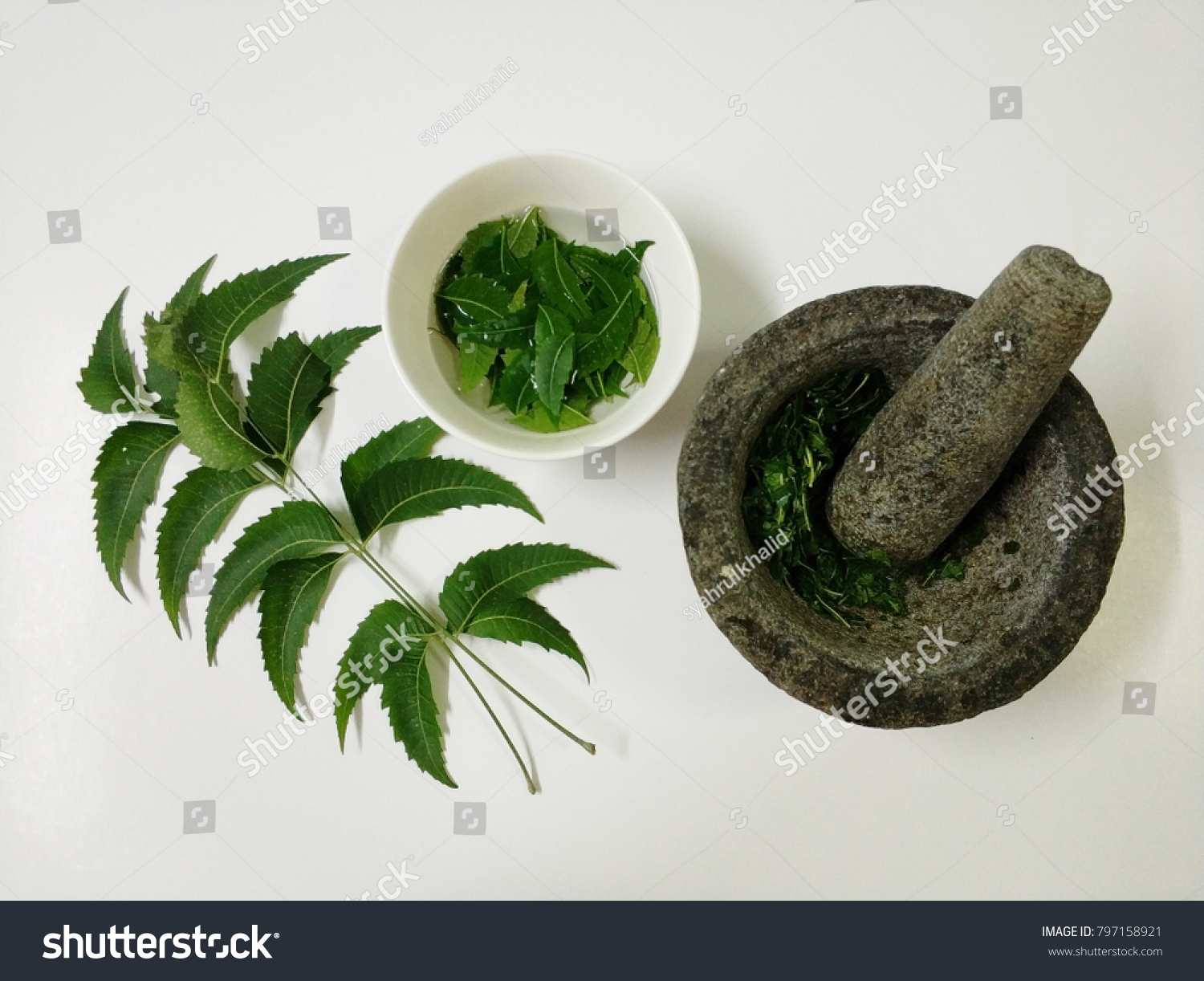 Neem Leaf Well Known Daun Semambu Stock Photo Edit Now 797158921