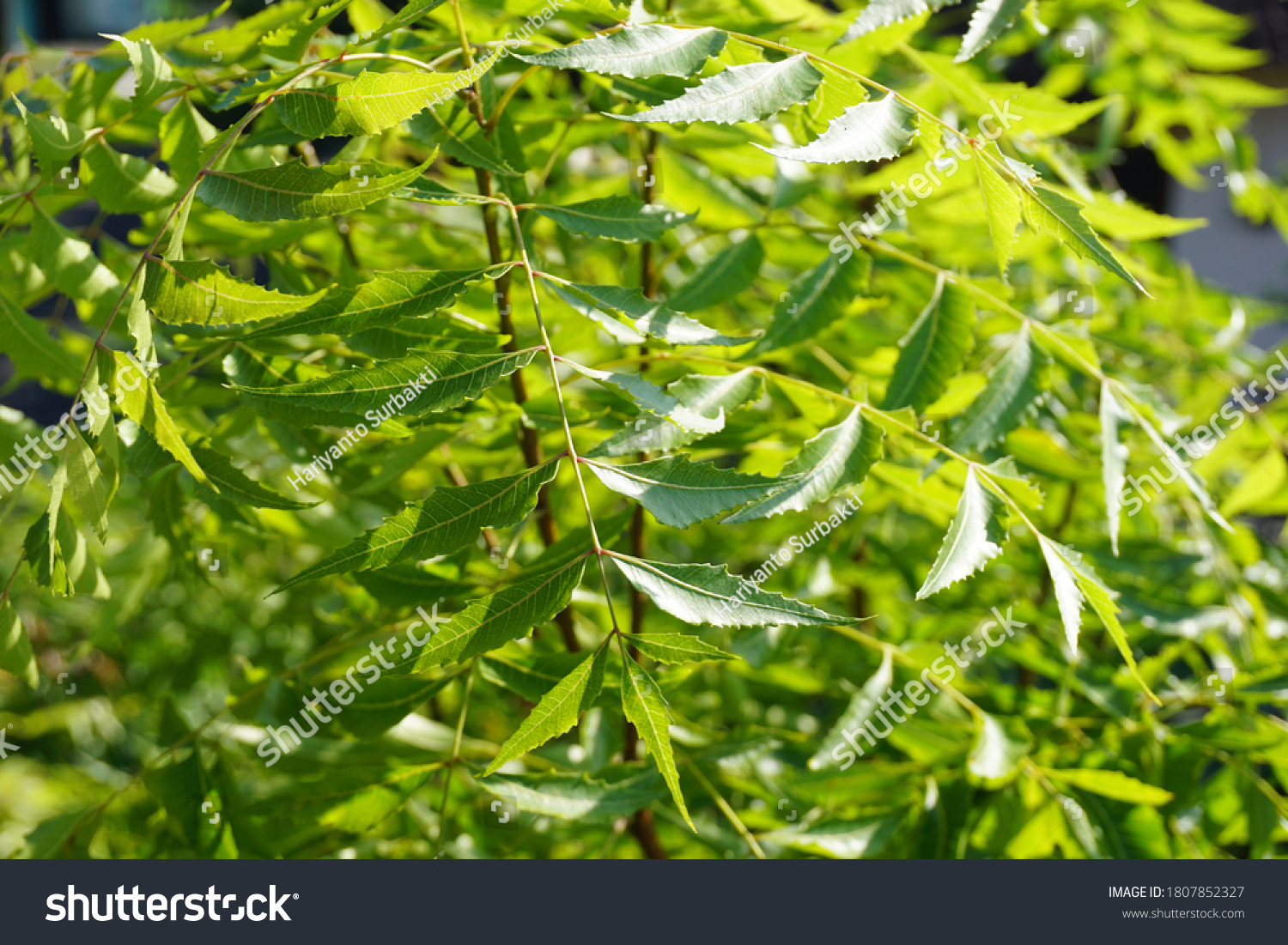 Neem Tree Daun Mimba Leaves Azadirachta Stock Photo (edit Now) 1807852327