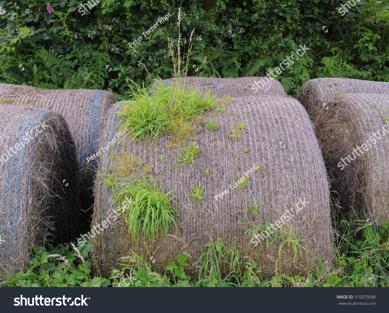 Neglected Round Hay Bales Vegetation Growing Stock Photo Edit Now