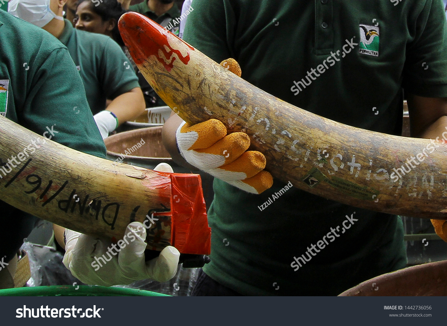 443 Illegal Ivory Trade Images Stock Photos Vectors Shutterstock   Stock Photo Negri Sembilan Malaysia April Staff At A Government Run Waste Management Facility 1442736056 