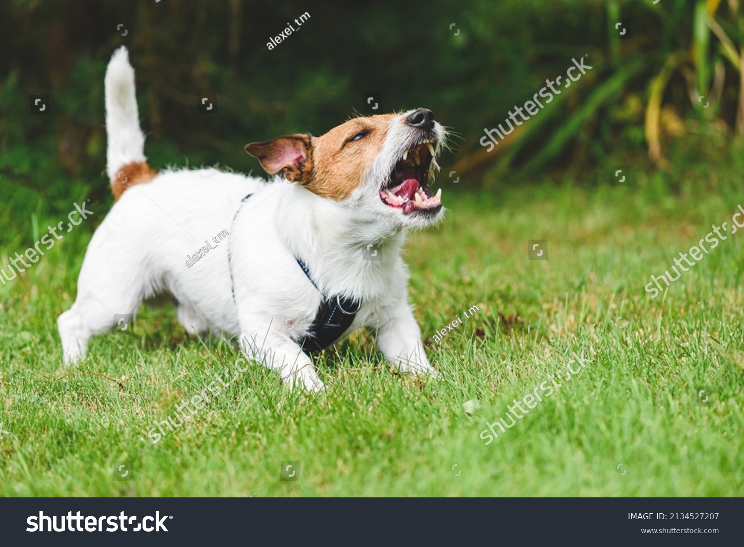 4,463 Gardener's dog Images, Stock Photos & Vectors | Shutterstock