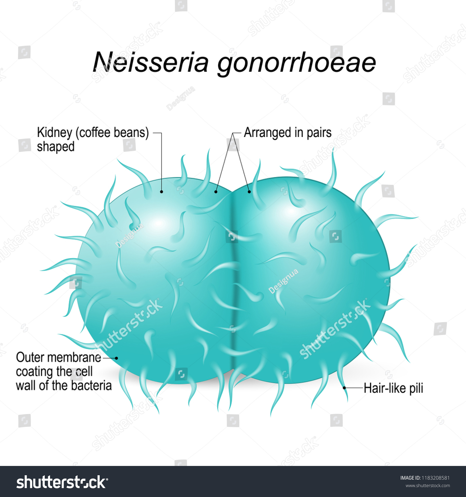 Neisseria Gonorrhoeae Gonococcus Gramnegative Diplococci Bacteria Stock Illustration 1183208581