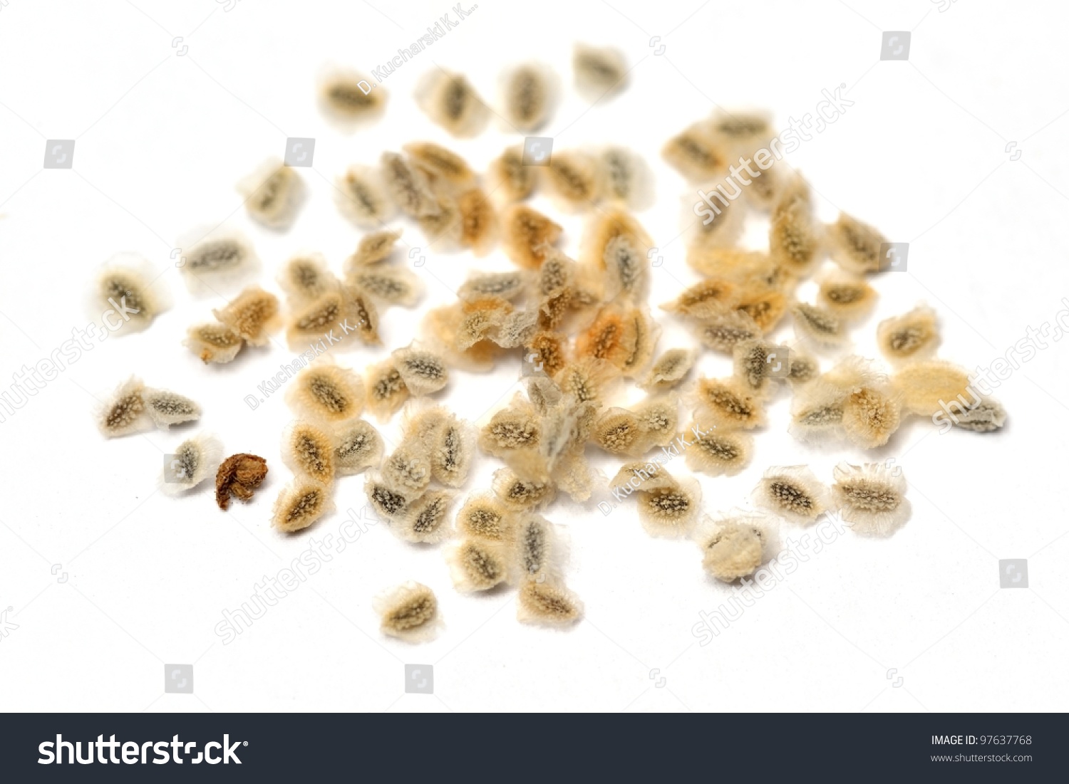 Nemesia Seeds Isolated On White Stock Photo 97637768 : Shutterstock