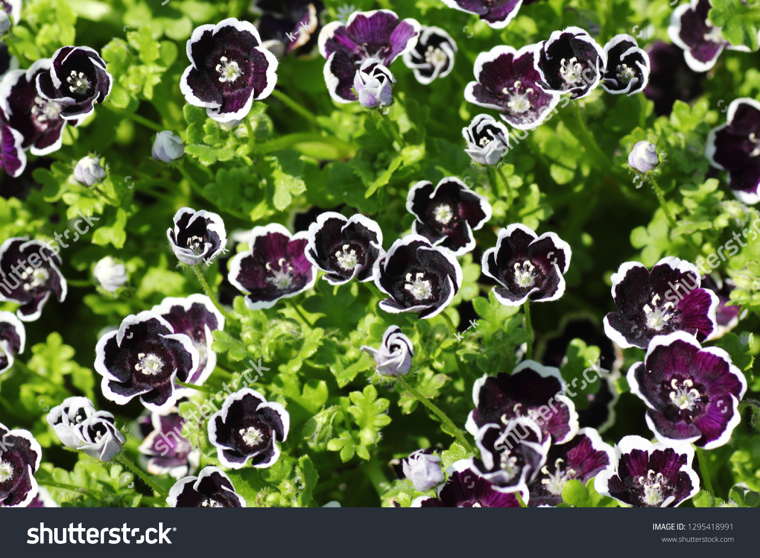 Nemophila Menziesii Penny Black Stock Photo Edit Now