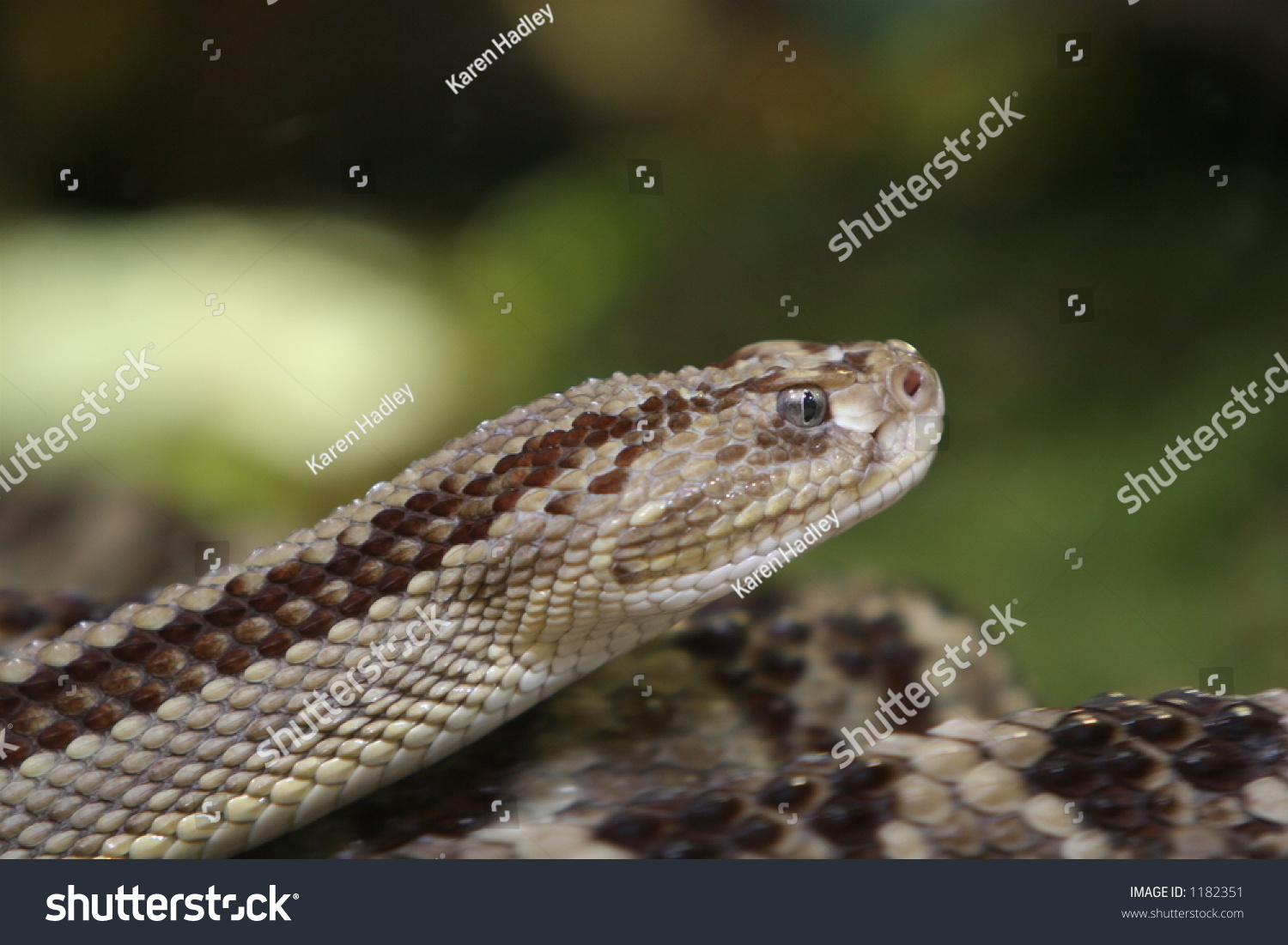 Neo-Tropical Rattlesnake Close Up Of Head Stock Photo 1182351 ...