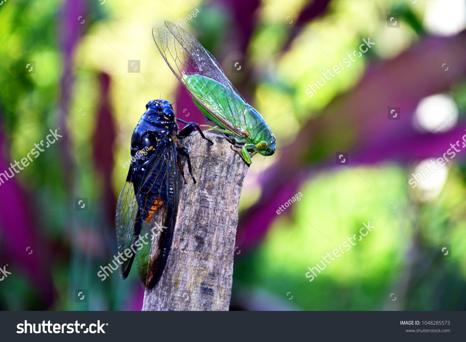 71件の Neotibicen Canicularis の画像 写真素材 ベクター画像 Shutterstock