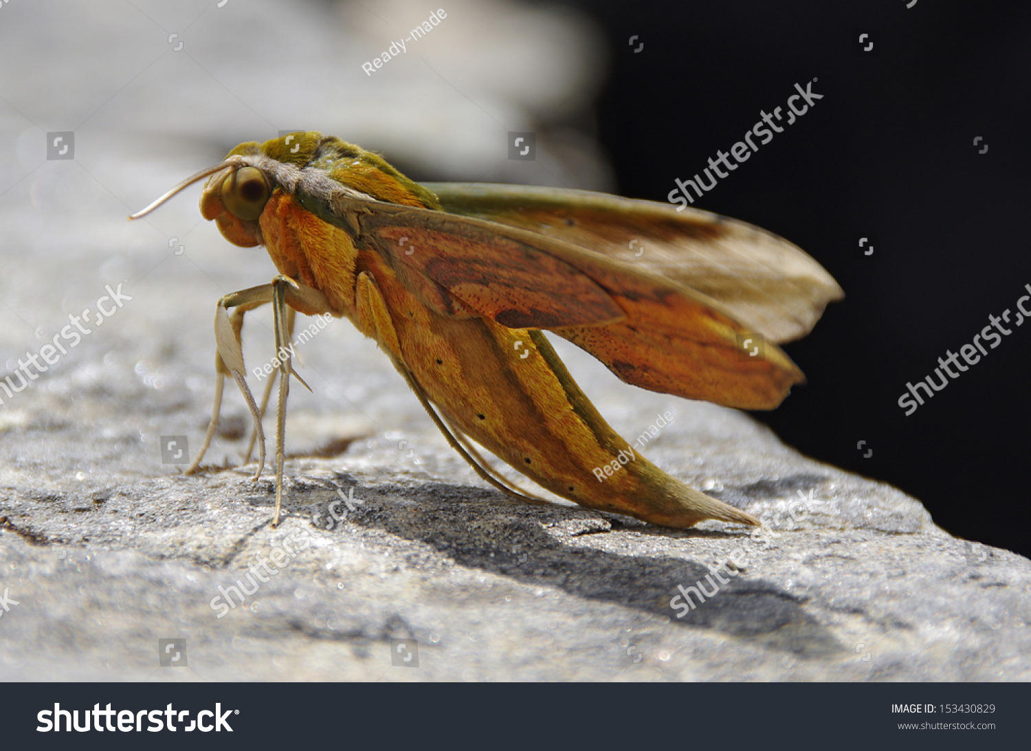 Nepali Hawk Sphinx Stock Photo 153430829 Shutterstock