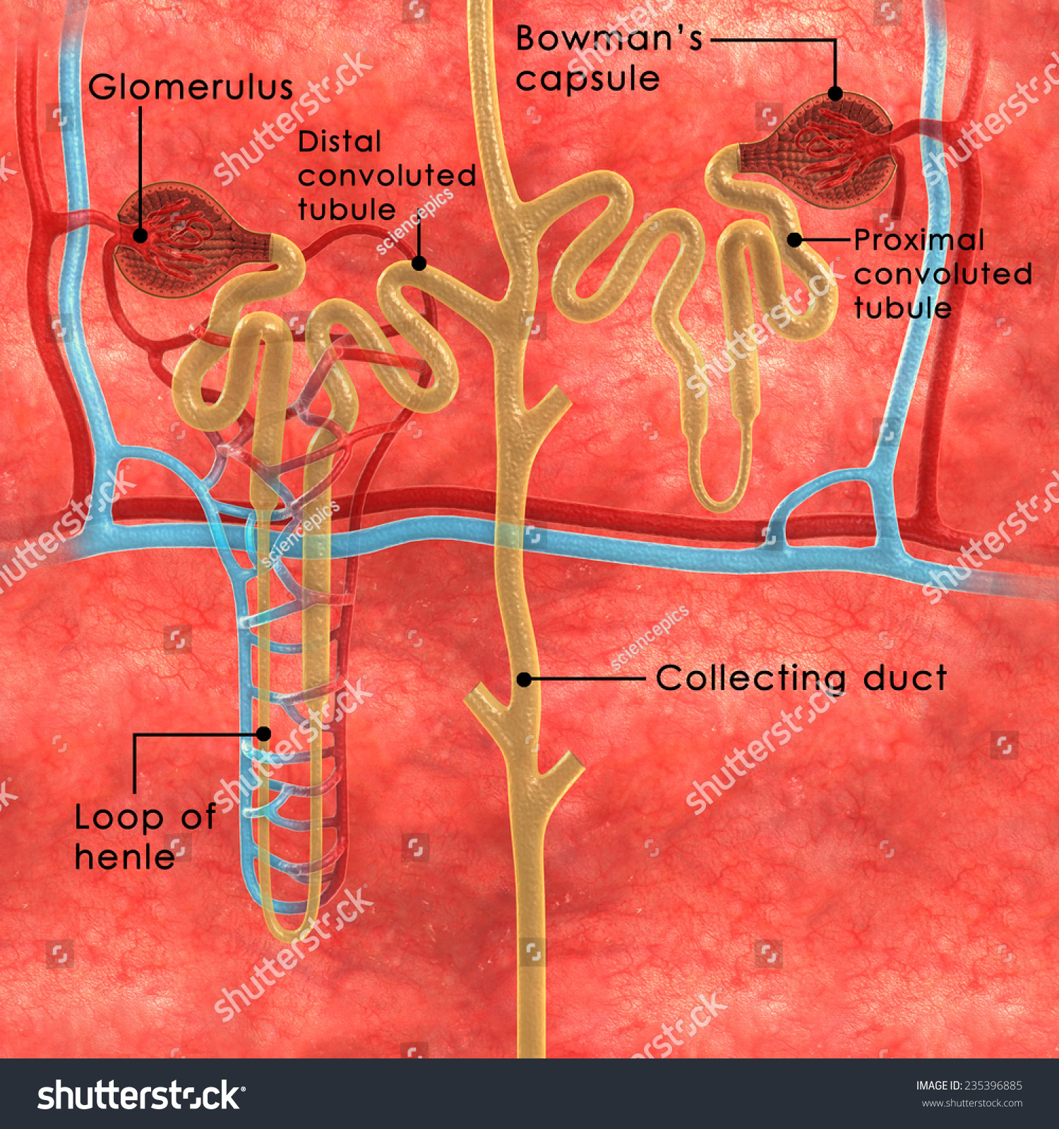 Nephrons Stock Photo 235396885 : Shutterstock