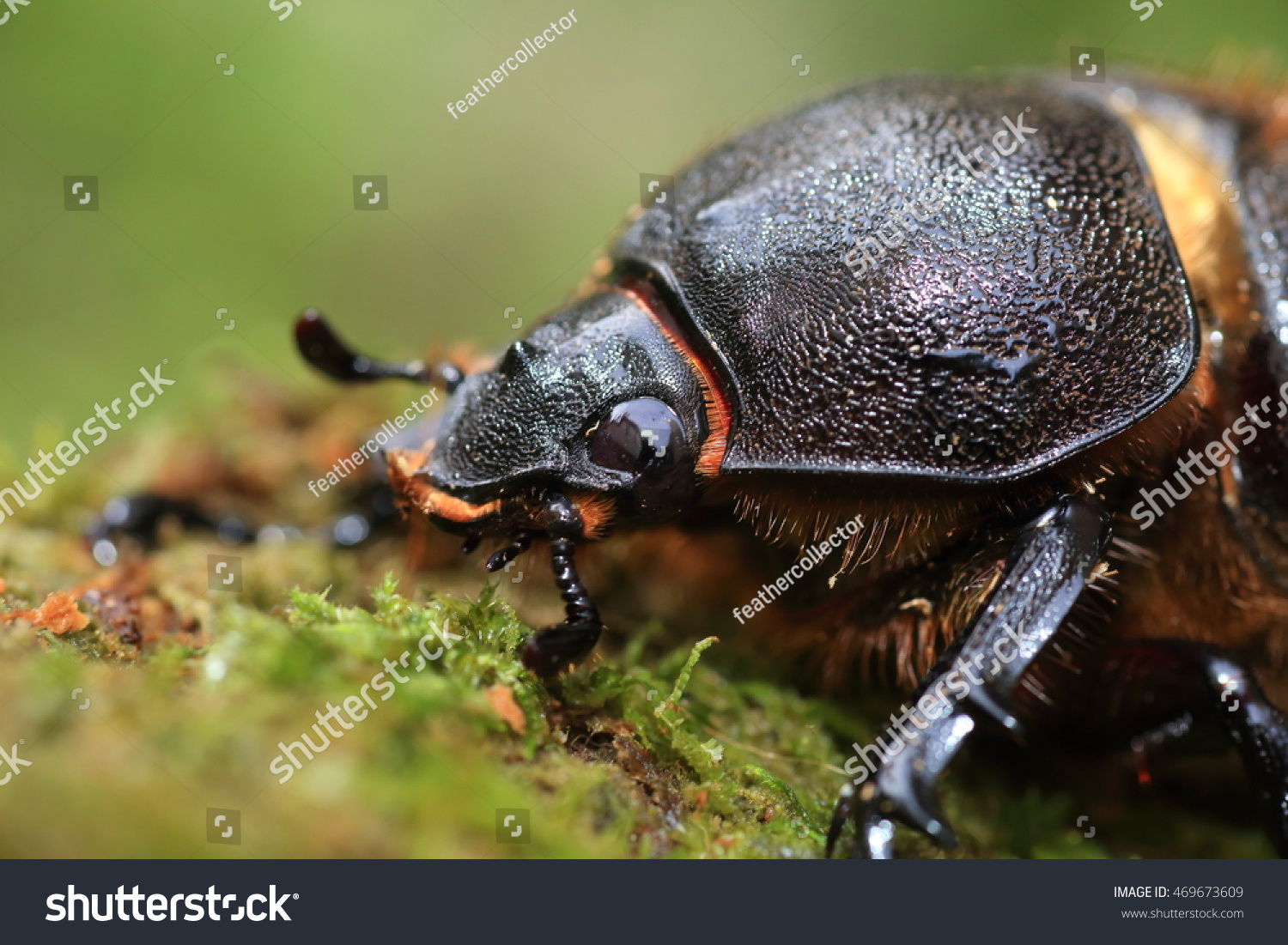 Neptunus Beetle Dynastes Neptunus Female Ecuador Stock Photo (Edit Now ...