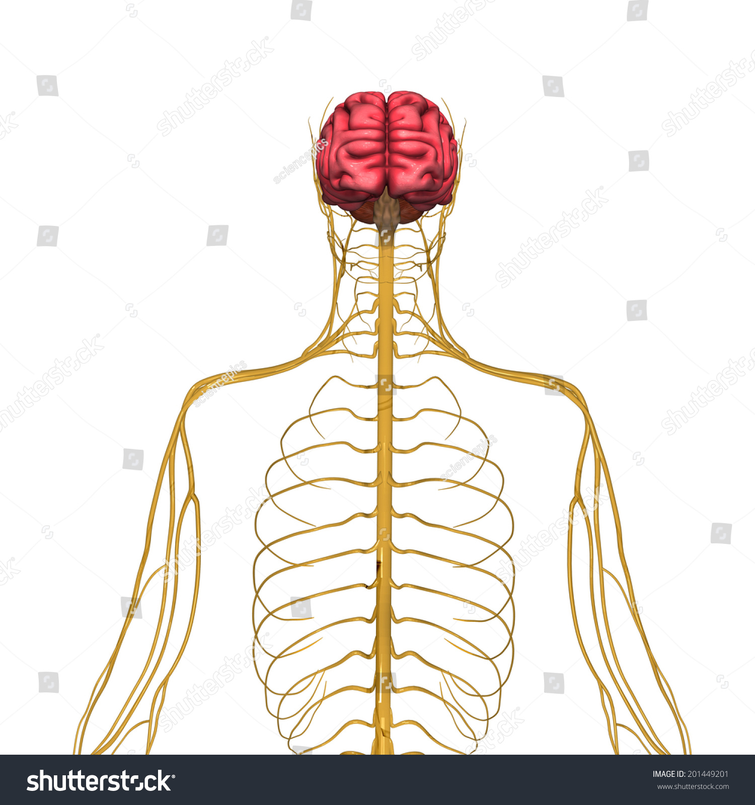 48 Autonomic neuropathy Images, Stock Photos & Vectors | Shutterstock