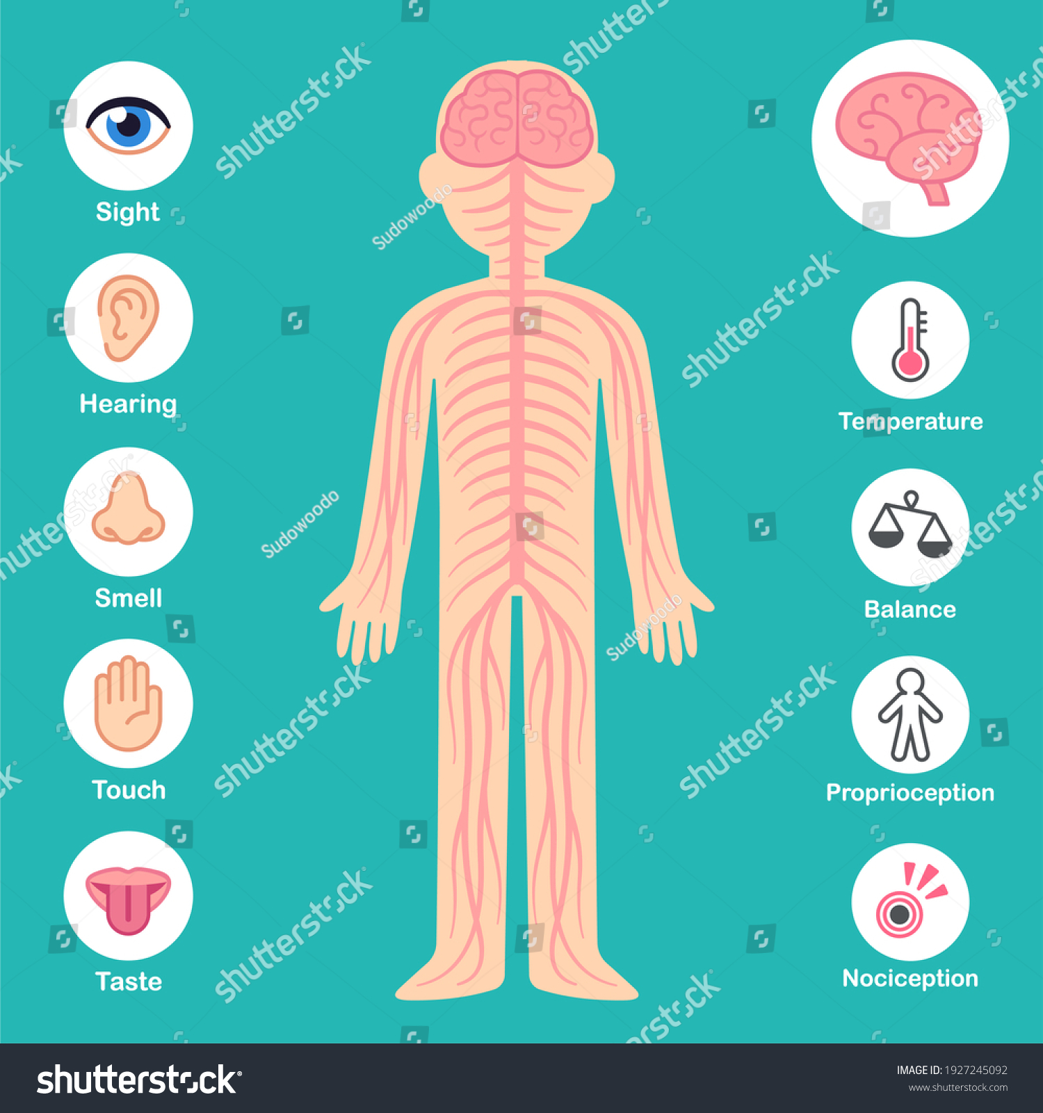 nervous-system-infographic-chart-brain-nerves-stock-illustration