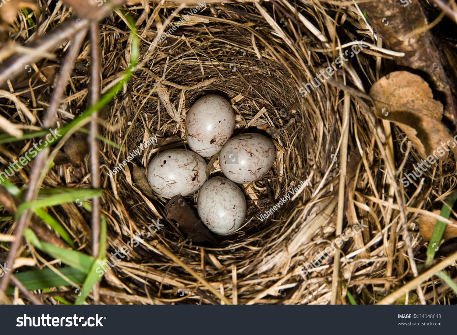 Nest Of A Bird On The Earth With Eggs. Stock Photo 34048048 : Shutterstock