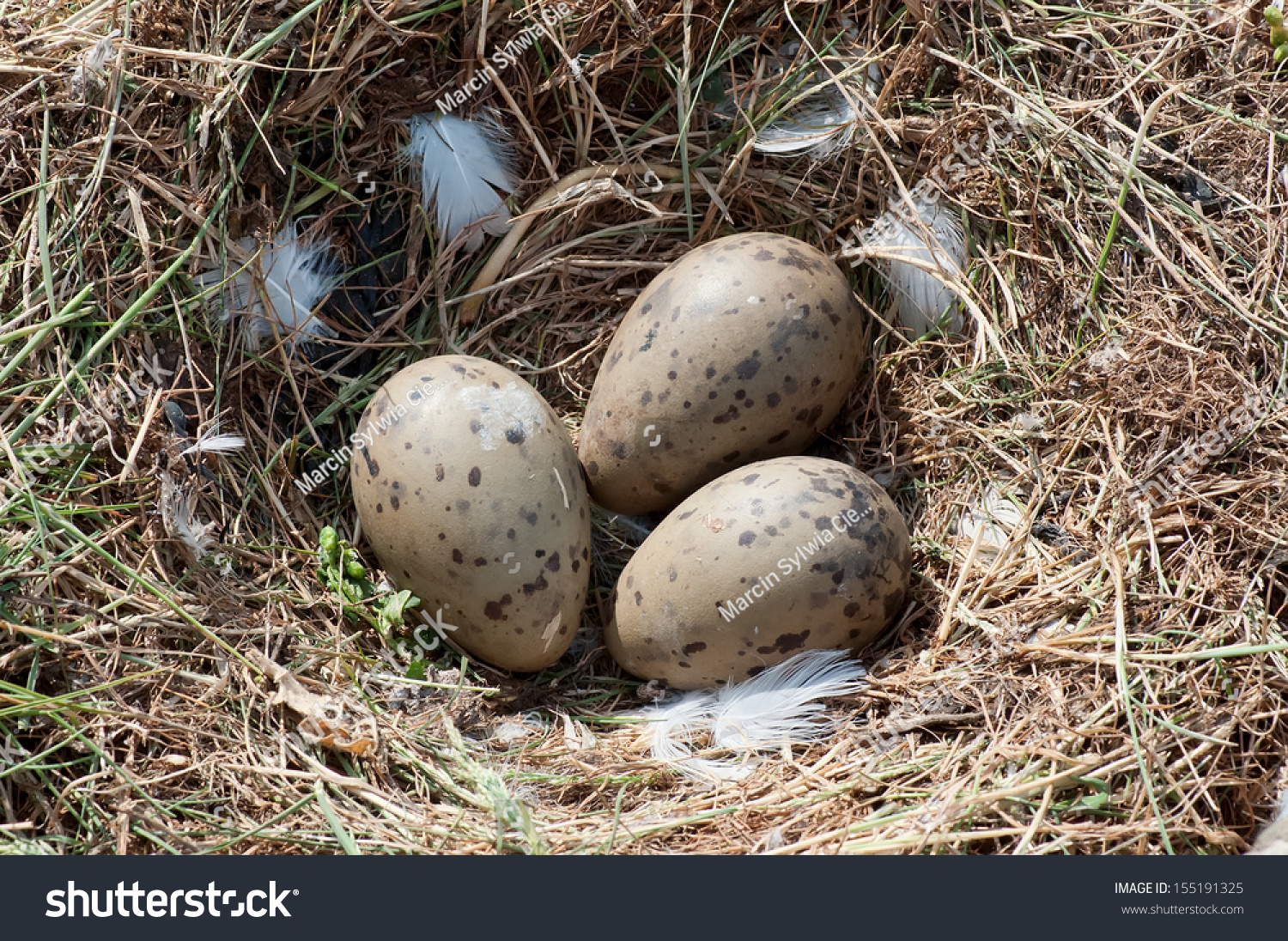 3,454 Seagull eggs Images, Stock Photos & Vectors | Shutterstock