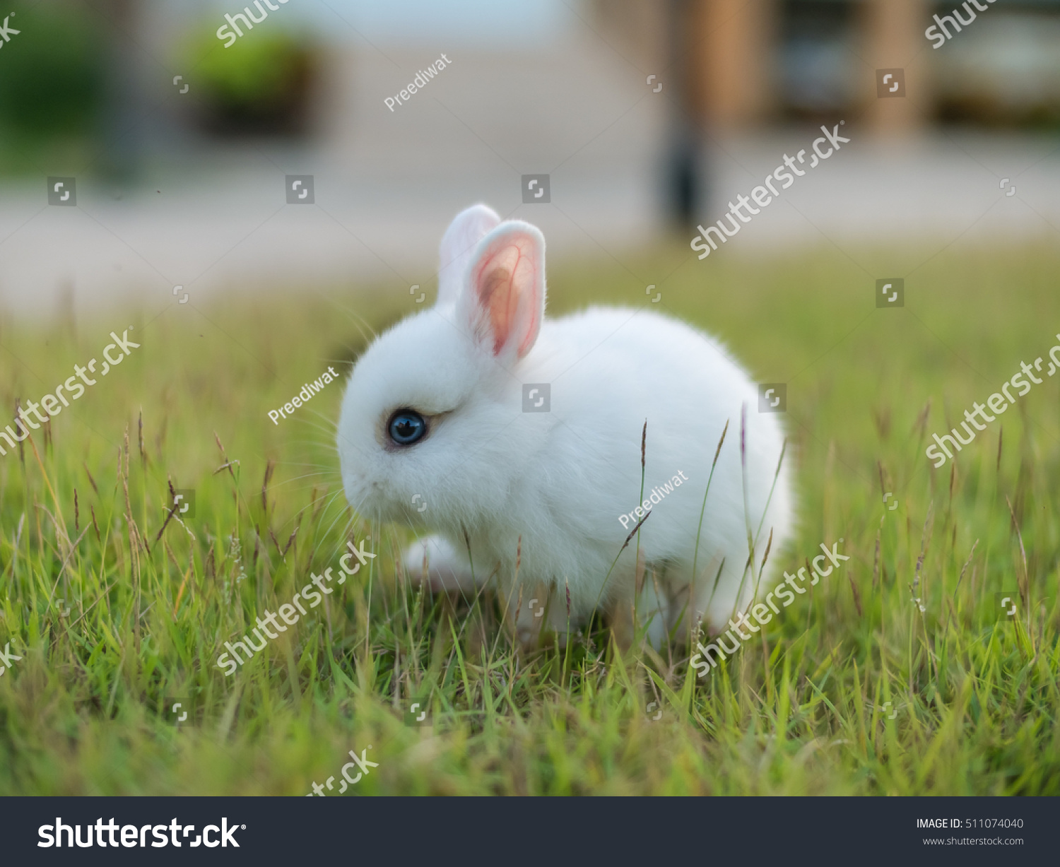 dwarf rabbits