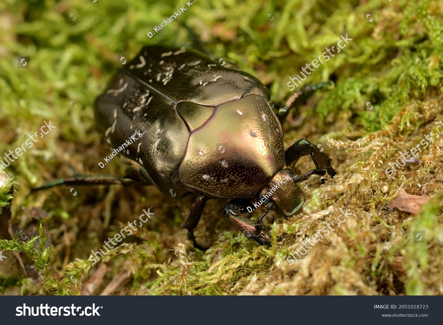 Netocia Protaetia Lugubris Flower Beetle Stock Photo 2051018723 ...