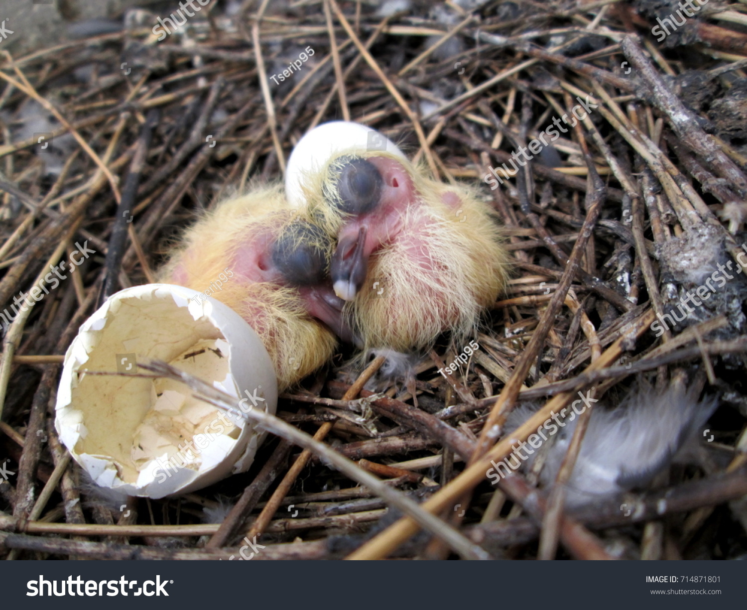 New Born Baby Pigeon Bird Sleeping Stock Photo Edit Now