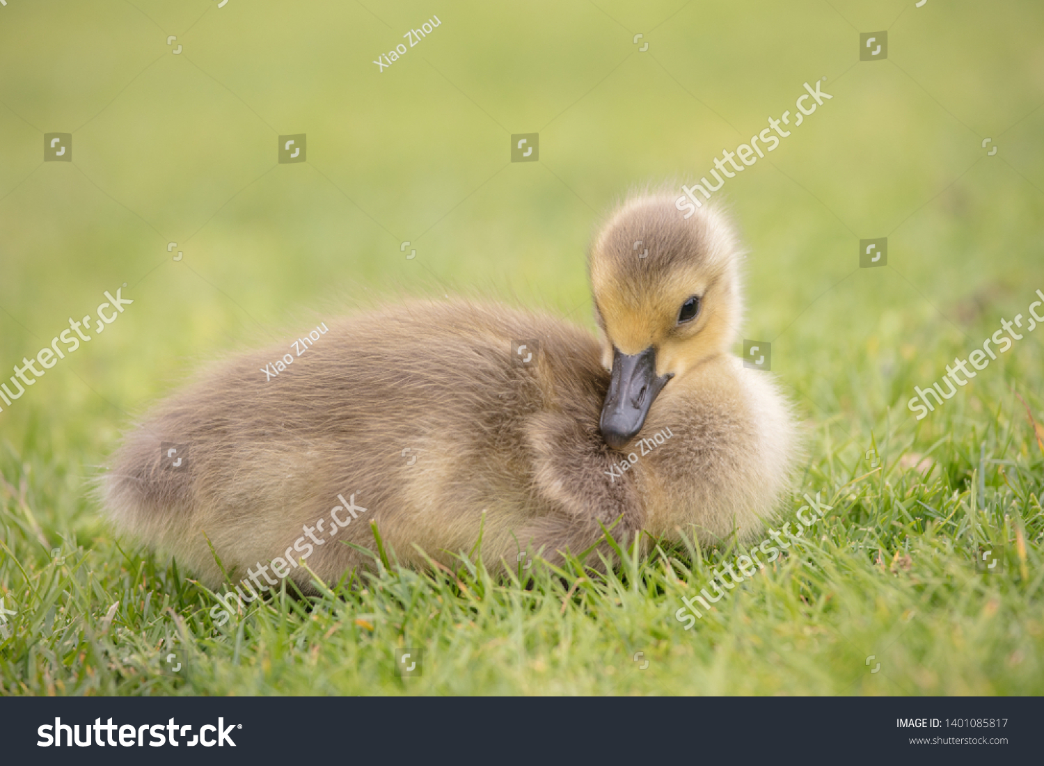 16,001 Geese with babies Images, Stock Photos & Vectors | Shutterstock