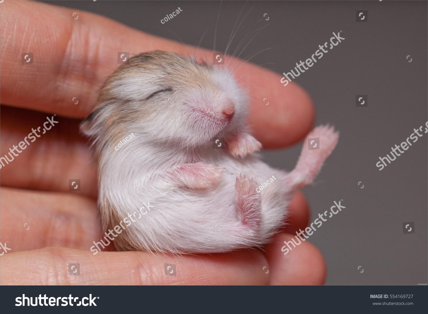 Neugeborener Roborovski Hamster Schlaft In Der Hand