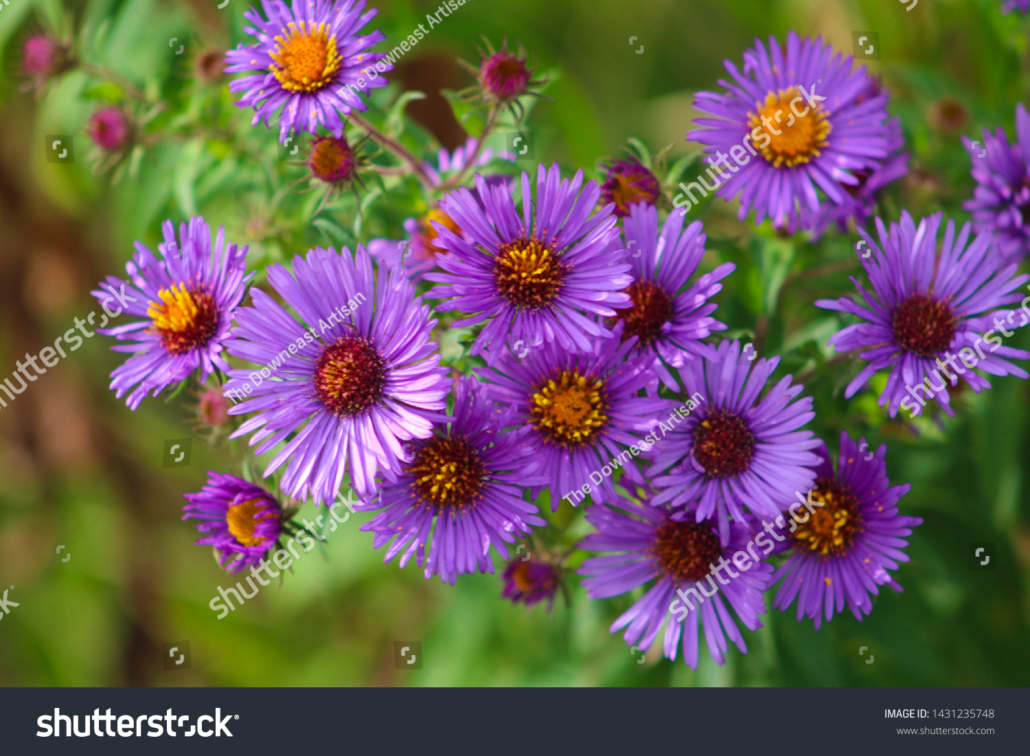 1,420 New england aster Images, Stock Photos & Vectors | Shutterstock