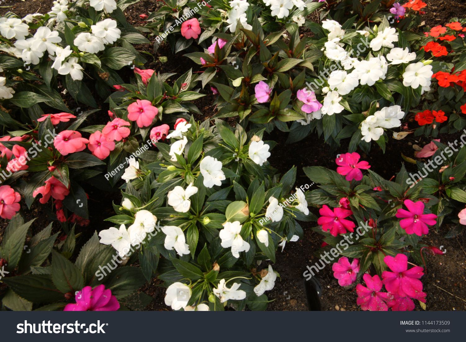 New Guinea Impatiens Flower Bed Nature Stock Image 1144173509