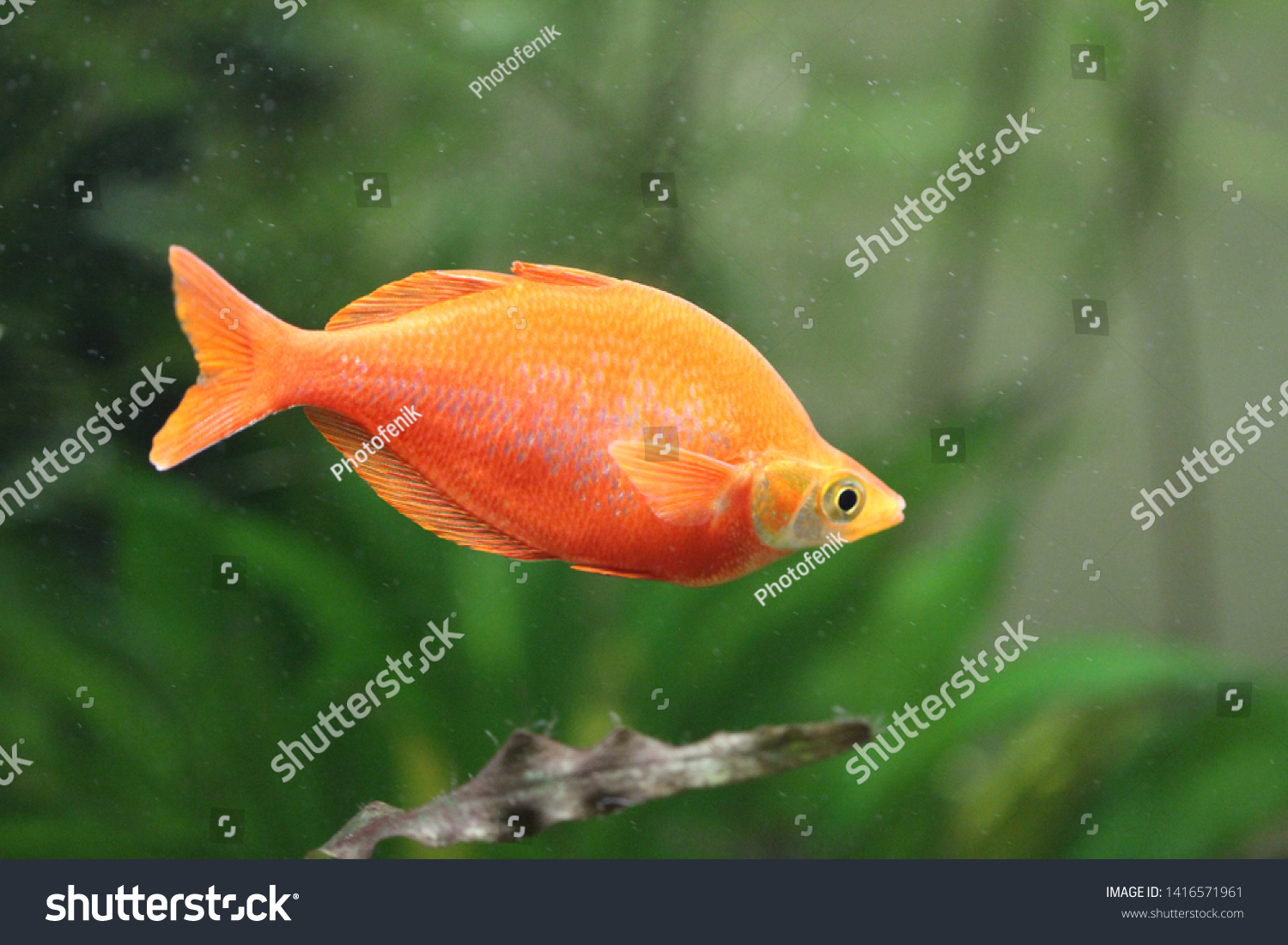 27 Red irian rainbowfish Images, Stock Photos & Vectors | Shutterstock