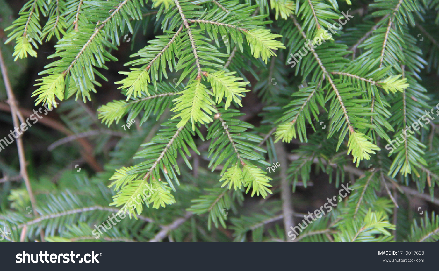 New Leaves Grown On Norway Spruce Stock Photo Edit Now