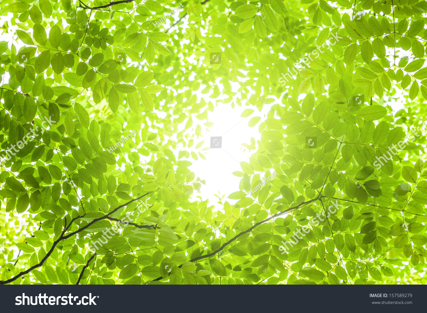 New Tree Leaves Budding In The Spring Stock Photo 157589279 : Shutterstock