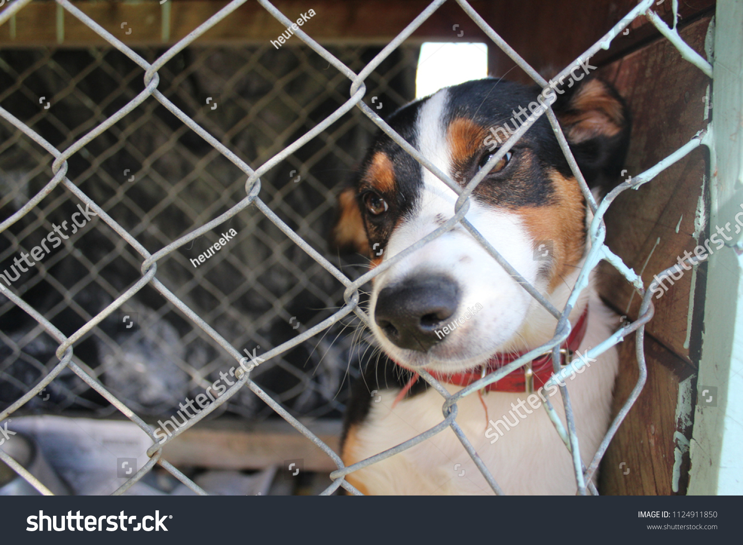 New Zealand Heading Dog Puppy Isolated Stock Photo Edit Now 1124911850