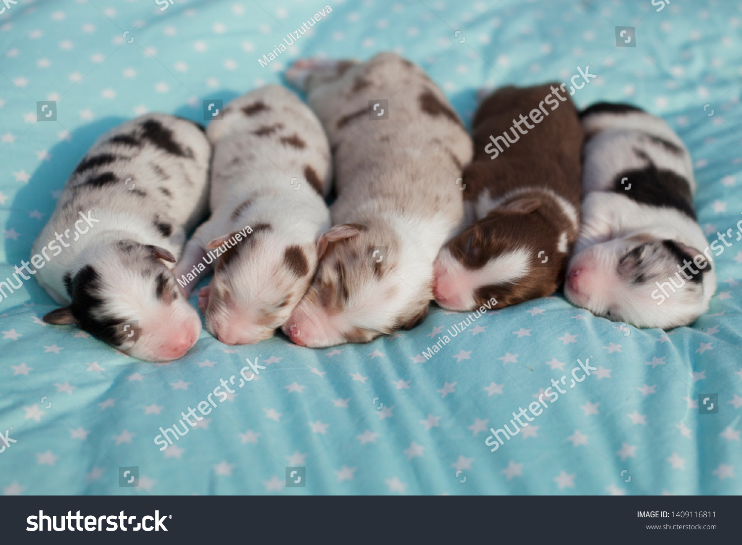 Newborn Australian Shepherd Puppy Cute Stock Photo Edit Now 1409116811
