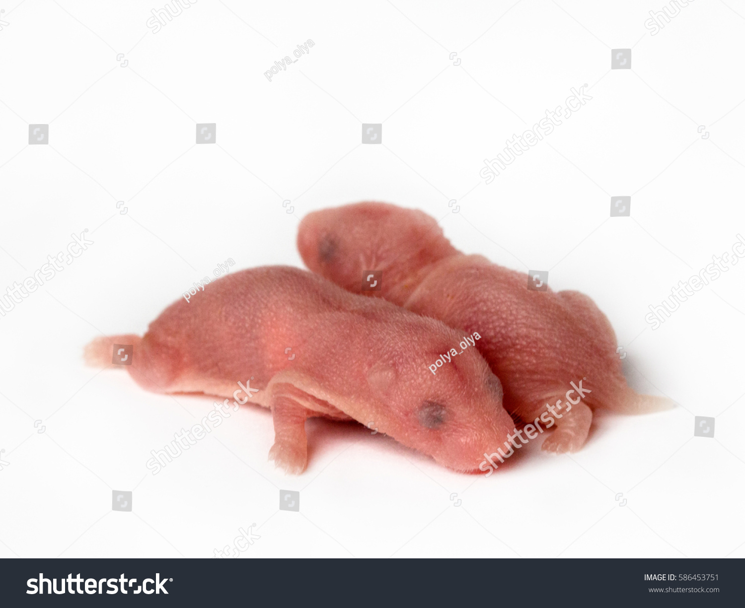 Newborn Baby Hamsters Isolated On White Stock Photo Edit Now