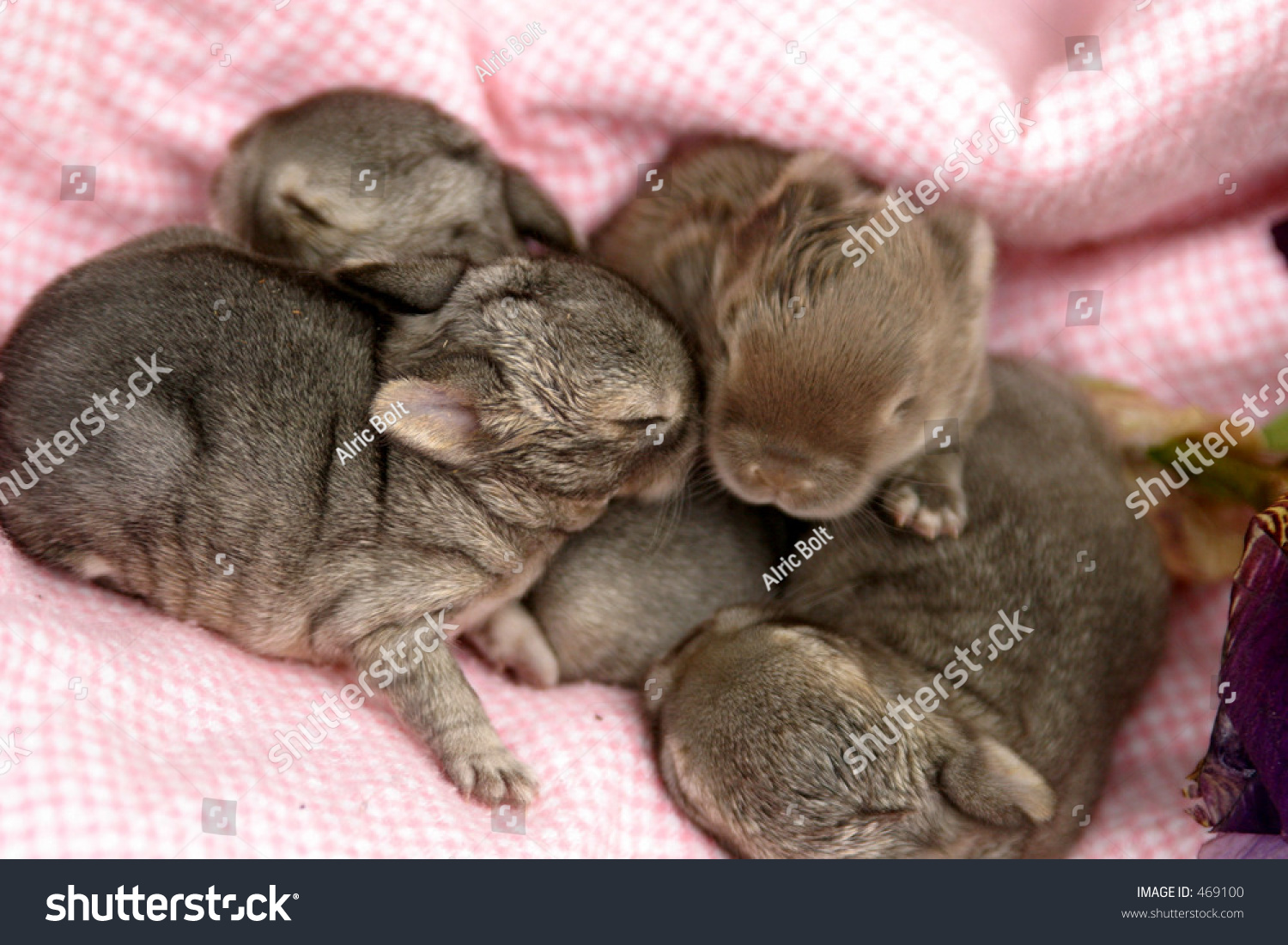 Newborn Bunnies Stock Photo 469100 - Shutterstock