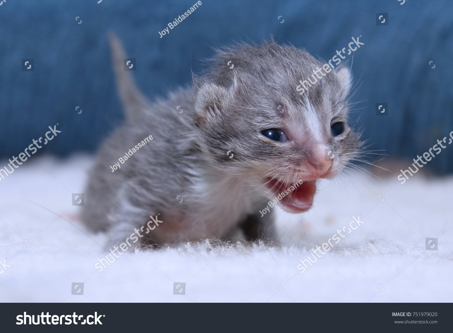 grey striped tabby kitten