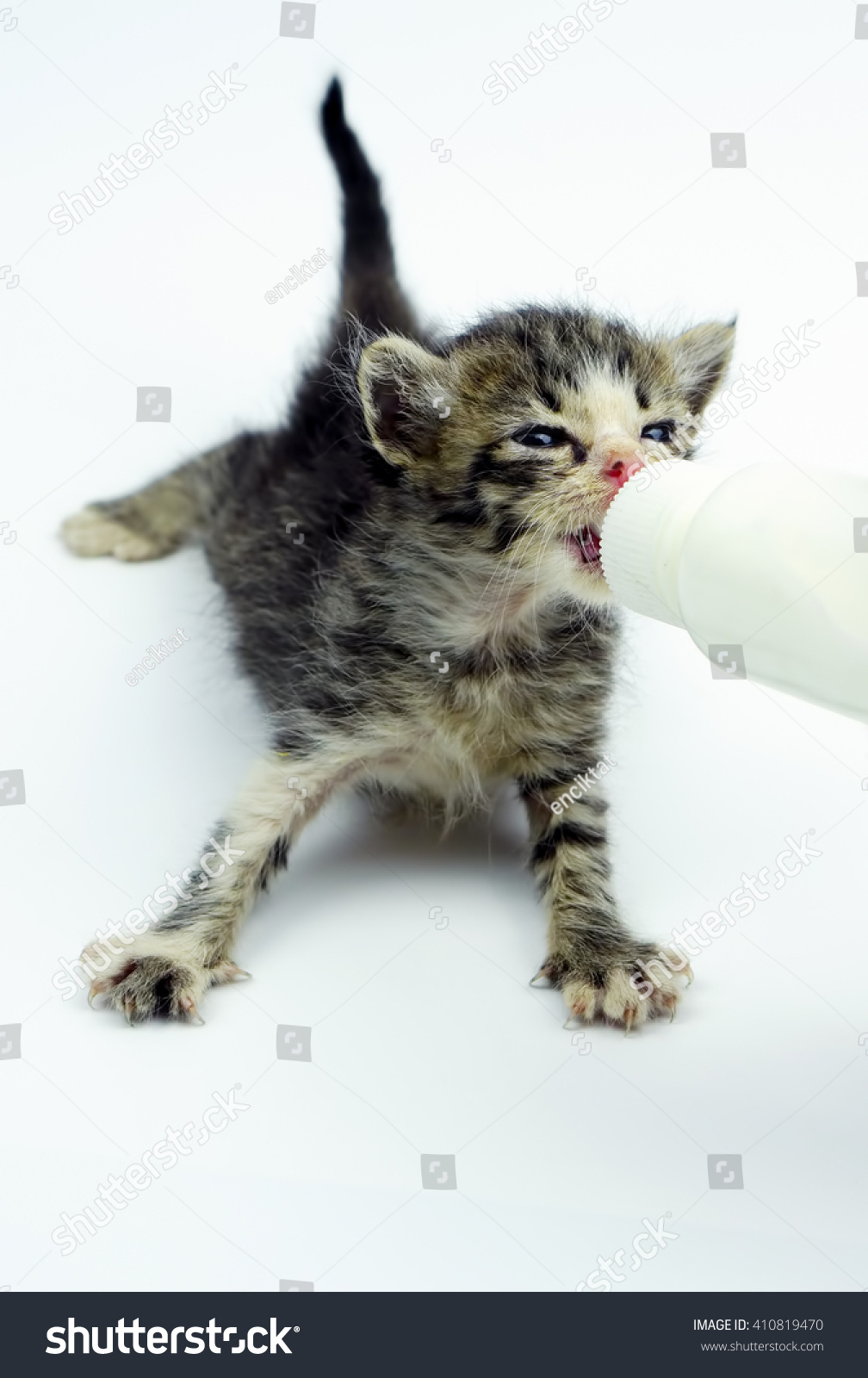 Newborn Kitten Sucking Goat Milk Stock Photo Edit Now 410819470