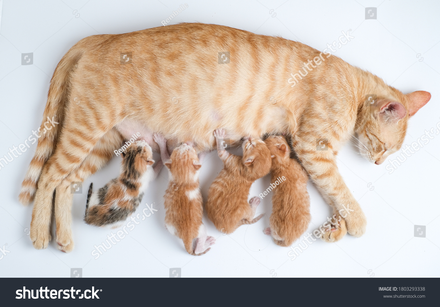 28 652 Newborn Kitten Images Stock Photos Vectors Shutterstock   Stock Photo Newborn Kittens Drink Their Mother S Milk Against White Background 1803293338 