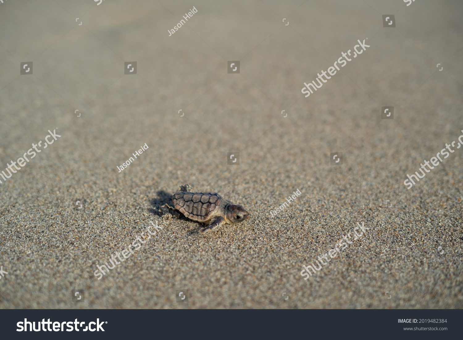 Newborn Loggerhead Sea Turtle Crawling Ocean Stock Photo (Edit Now ...